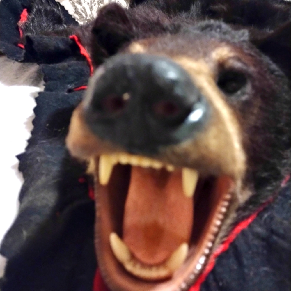 Taxidermy Large Brown Bear Rug,